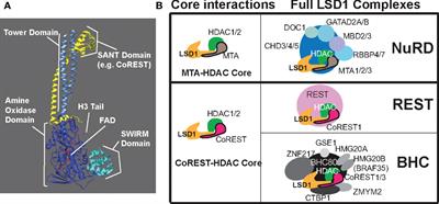 Lysine specific demethylase 1 is a molecular driver and therapeutic target in sarcoma